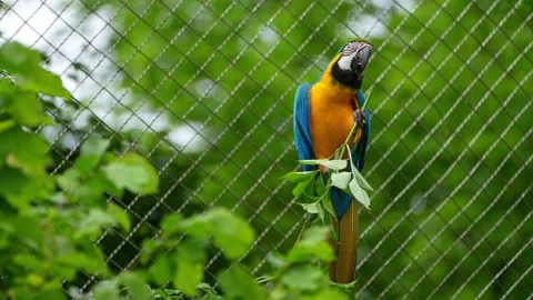 The Blue-and-yellow Macaw, Ara ararauna is a large South American parrot Stock Footage 313490749