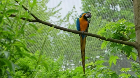 The Blue-and-yellow Macaw, Ara ararauna is a large South American parrot Stock Footage 313490795