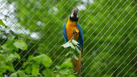 The Blue-and-yellow Macaw, Ara ararauna is a large South American parrot Stock Footage 316307630