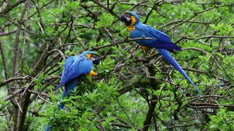 The Blue-and-yellow Macaw, Ara ararauna is a large South American parrot Stock Footage 328284789