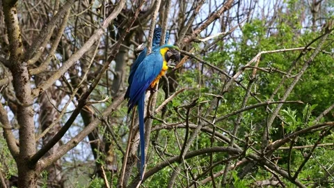 The Blue-and-yellow Macaw, Ara ararauna is a large South American parrot Stock Footage 328284801