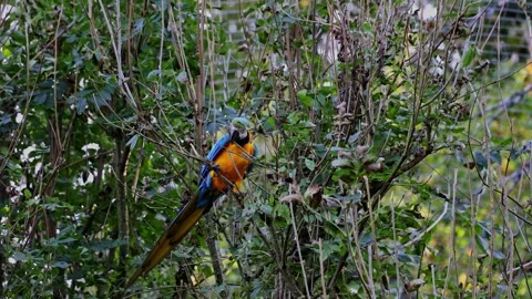 The Blue-and-yellow Macaw, Ara ararauna is a large South American parrot Stock Footage 328285333