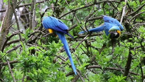 The Blue-and-yellow Macaw, Ara ararauna is a large South American parrot Stock Footage 328285361