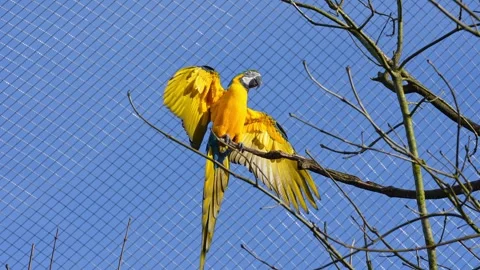 The Blue-and-yellow Macaw, Ara ararauna is a large South American parrot Stock Footage 331162640