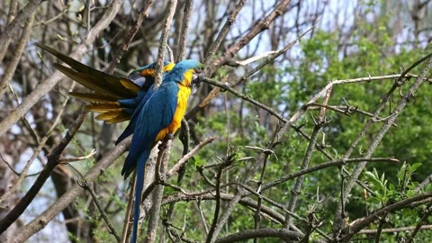The Blue-and-yellow Macaw, Ara ararauna is a large South American parrot Stock Footage 331162686