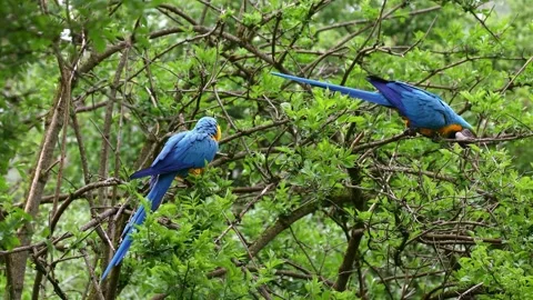 The Blue-and-yellow Macaw, Ara ararauna is a large South American parrot Stock Footage 331162701