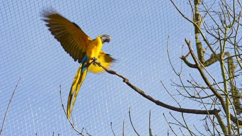The Blue-and-yellow Macaw, Ara ararauna is a large South American parrot Stock Footage 331162727