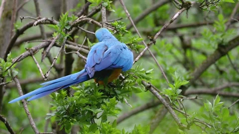 The Blue-and-yellow Macaw, Ara ararauna is a large South American parrot Stock Footage 331162732
