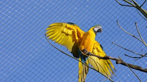 The Blue-and-yellow Macaw, Ara ararauna is a large South American parrot Stock Footage 333380751