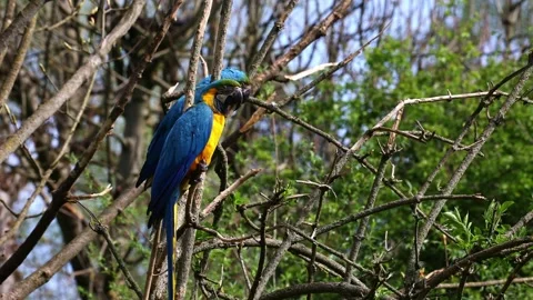 The Blue-and-yellow Macaw, Ara ararauna is a large South American parrot Stock Footage 333380841