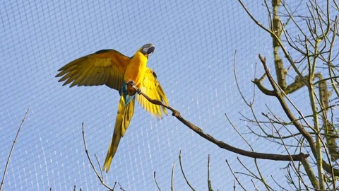 The Blue-and-yellow Macaw, Ara ararauna is a large South American parrot Stock Footage 333380973