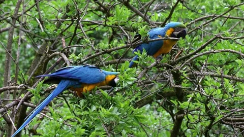 The Blue-and-yellow Macaw, Ara ararauna is a large South American parrot Stock Footage 333381101