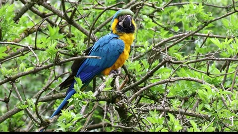 The Blue-and-yellow Macaw, Ara ararauna is a large South American parrot Stock Footage 333381139