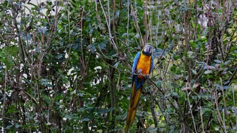 The Blue-and-yellow Macaw, Ara ararauna is a large South American parrot Stock Footage 333381305