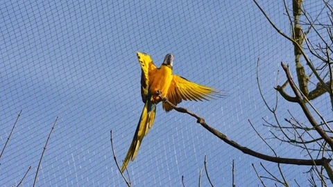 The Blue-and-yellow Macaw, Ara ararauna is a large South American parrot Stock Footage 335991450