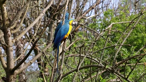The Blue-and-yellow Macaw, Ara ararauna is a large South American parrot Stock Footage 335991476