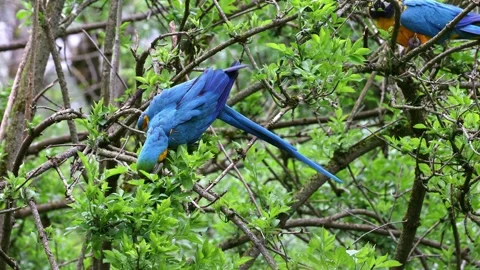 The Blue-and-yellow Macaw, Ara ararauna is a large South American parrot Stock Footage 335991511