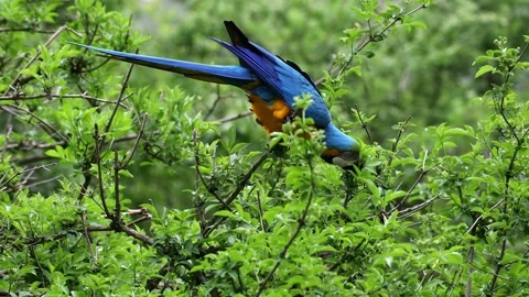 The Blue-and-yellow Macaw, Ara ararauna is a large South American parrot Stock Footage 335991542
