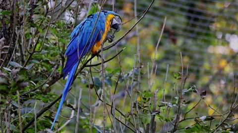 The Blue-and-yellow Macaw, Ara ararauna is a large South American parrot Stock Footage 335991545
