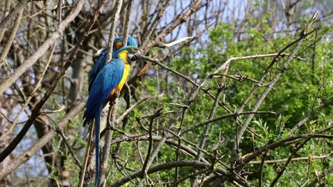 The Blue-and-yellow Macaw, Ara ararauna is a large South American parrot Stockbeeldmateriaal 337711096
