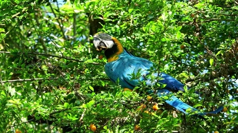 The Blue-and-yellow Macaw, Ara ararauna is a large South American parrot Stockbeeldmateriaal 337711207