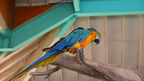 The blue and yellow macaw (Ara ararauna), also known as the blue and gold m.. Stock Footage 339297727
