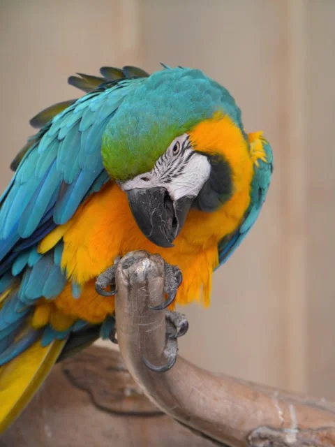 Blue and yellow macaw (Ara ararauna), a large parrot native to South America. Video stock 340472988