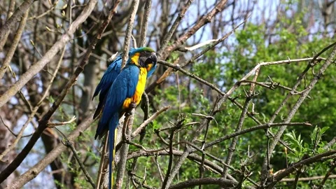 The Blue-and-yellow Macaw, Ara ararauna is a large South American parrot Stock Footage 340559316