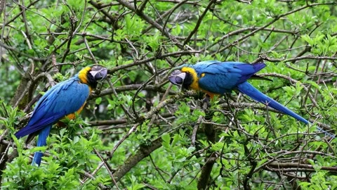 The Blue-and-yellow Macaw, Ara ararauna is a large South American parrot Stock Footage 340559356