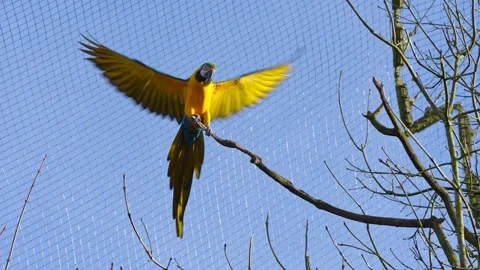 The Blue-and-yellow Macaw, Ara ararauna is a large South American parrot Stock Footage 340559374