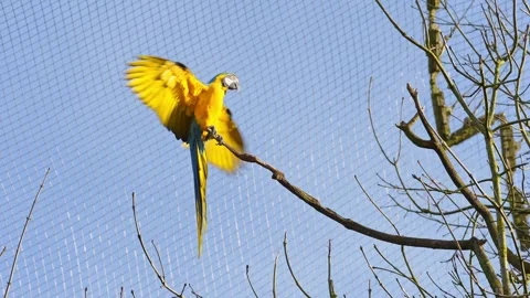 The Blue-and-yellow Macaw, Ara ararauna is a large South American parrot Stock Footage 340559382