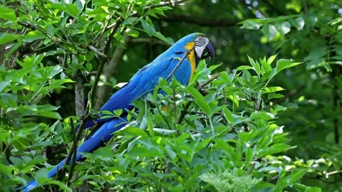 The Blue-and-yellow Macaw, Ara ararauna is a large South American parrot Stock Footage 340559408