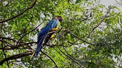 The Blue-and-yellow Macaw, Ara ararauna is a large South American parrot 库存影片 343638890