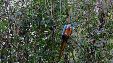 The Blue-and-yellow Macaw, Ara ararauna is a large South American parrot 库存影片 343638972