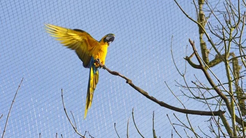 The Blue-and-yellow Macaw, Ara ararauna is a large South American parrot 库存影片 343638984