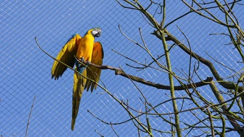 The Blue-and-yellow Macaw, Ara ararauna is a large South American parrot Stock Footage 345025175