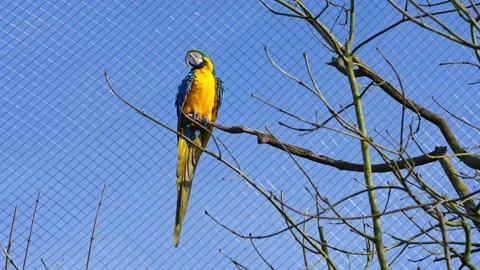 The Blue-and-yellow Macaw, Ara ararauna is a large South American parrot Stock Footage 345025278