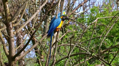 The Blue-and-yellow Macaw, Ara ararauna is a large South American parrot Stock Footage 345025310