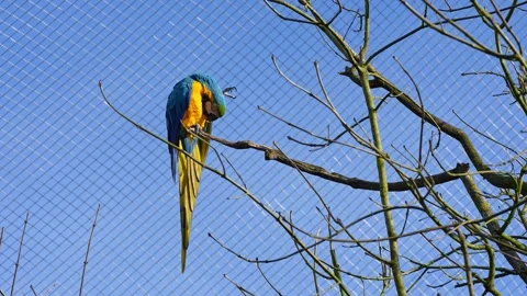 The Blue-and-yellow Macaw, Ara ararauna is a large South American parrot Stock Footage 345502225