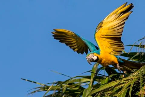 Blue-and-yellow Macaw / Arara Canindé Stock Photos