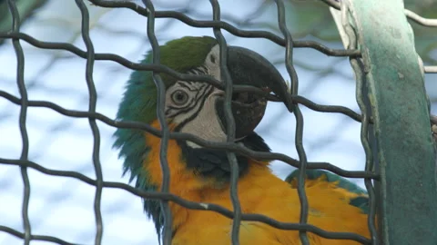 A blue and yellow Macaw biting on the cage of his enclosure in a zoo. Video stock 202012670