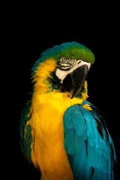 Blue and Yellow Macaw on a black background Stock Photos