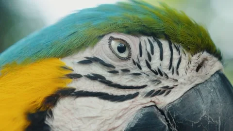 Blue-and-yellow macaw blinking its eye Stock Footage 305355439