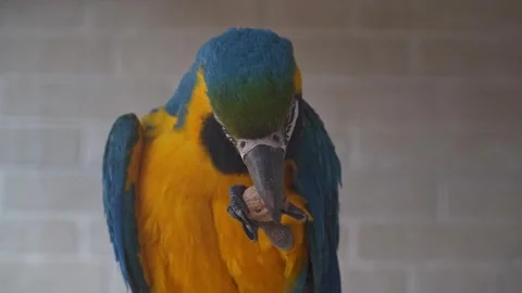 Blue and Yellow Macaw Cracking Open a Nut With Its Beak Video stock 342593846