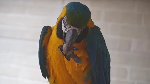 Blue and Yellow Macaw Cracking a Nut With Its Beak 스톡 동영상 342595028