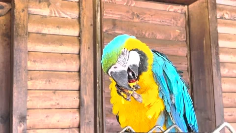A blue-and-yellow macaw eats a nut while sitting on a branch. A parrot in the Stock Footage 211029954