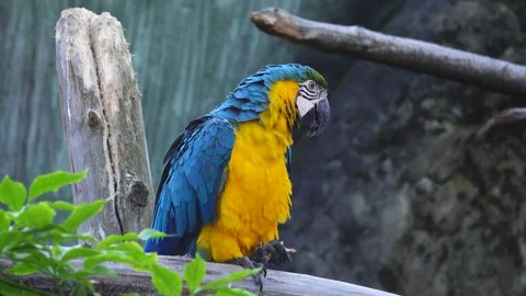 Blue and yellow macaw eats his food on a tree branch Stock Footage 236393308