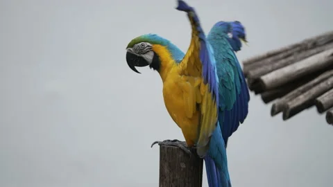 A blue and yellow macaw flapping its wings. Stock Footage 201065643