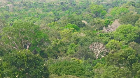 Blue-and-Yellow Macaw Flying Above Dense Rainforest in Tambopata, Peru, Aerial Stock Footage 314330076