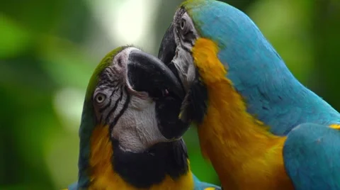 Blue-and-yellow macaw Stock Footage 43794891